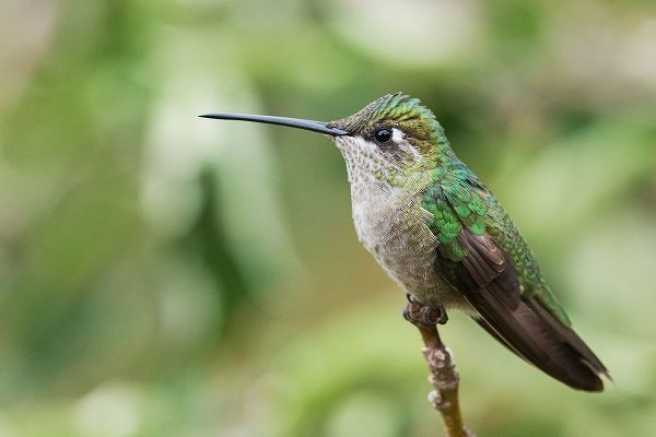 Broad-tailed Hummingbird (female)